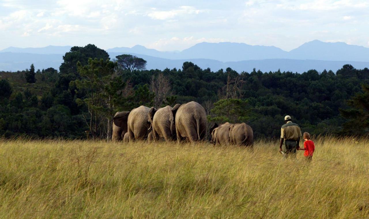 פלטנברג ביי Knysna Elephant Park Lodge מראה חיצוני תמונה